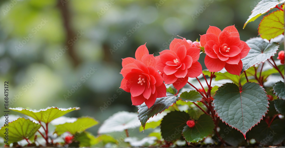 Colorful Begonia Flower in a Soft Focus Garden Scene
Colorful Begonia Flower in a Soft Focus Garden Scene