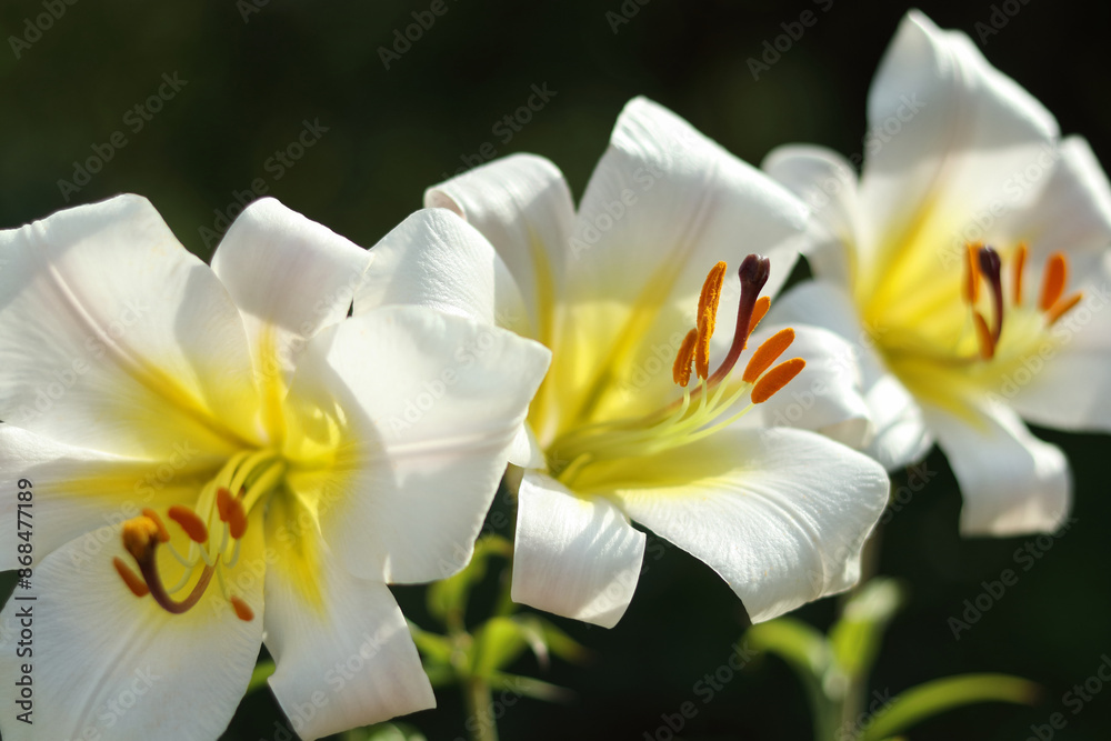 Obraz premium White Easter Lily flowers in garden. Lilies blooming against a dark natural background. Blossom white Lilium Candidum in a summer. Garden Lillies with white petals. Large flowers in sunny day.