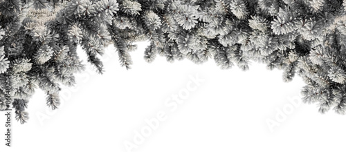 Border Frame of Frosted Spruce Branches in The Winter