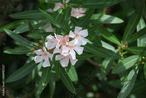 fiore di gelsomino
