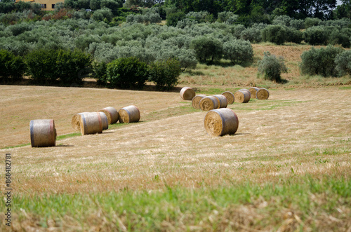 campo di grano estivo