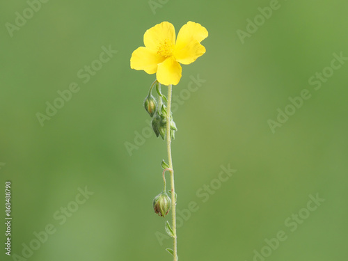 Yellow flower of common rock-rose plant on a meadow, Helianthemum nummularium photo