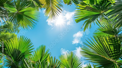 A beautiful view of a palm tree forest with the sun shining through the leaves © graph