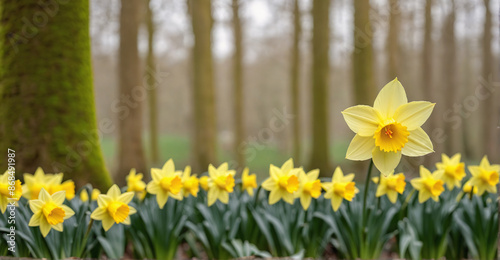 Delicate Petals of Daffodil Flowering in Spring's Colorful Embrace  © Grez