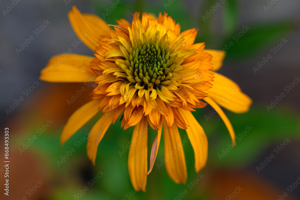 Fototapeta premium Mature 'Irresistible' Echinacea Flower
