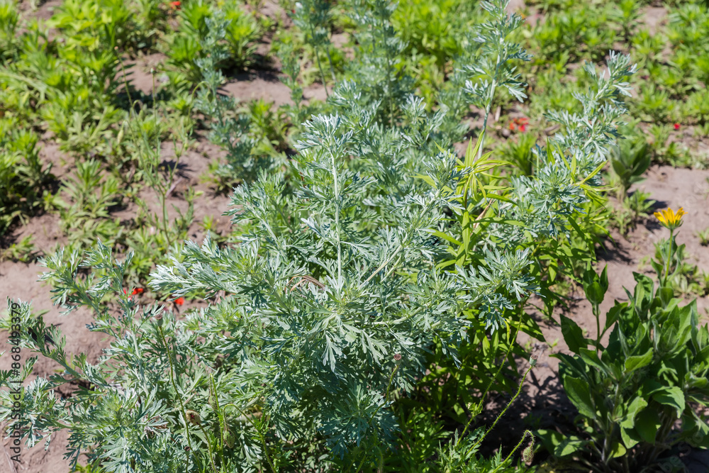 Bush of the young white wormwood in summer sunny day Bush of the young white wormwood in summer sunny day