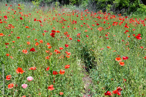 Fototapeta Naklejka Na Ścianę i Meble -  Wild red poppy on a meadow in summer sunny day