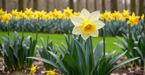 Radiance of Daffodil Blossoms Captured in Morning Glow  © Grez