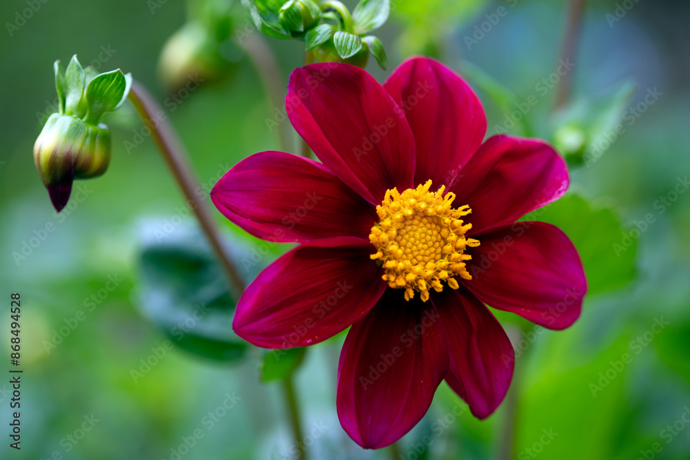 Scarlet Dahlia Flower. Scarlet Dahlia Flower.