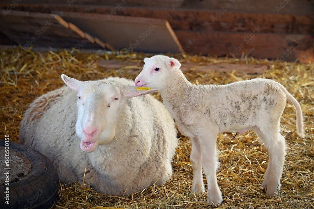 Fototapeta premium Little baby sheep. Beautiful and cute farm animal.