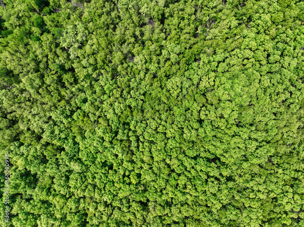 Aerial top view of mangrove forest. Drone view of dense green mangrove trees captures CO2. Green trees background for carbon neutrality and net zero emissions concept. Sustainable green environment. Aerial top view of mangrove forest. Drone view of dense green mangrove trees captures CO2. Green trees background for carbon neutrality and net zero emissions concept. Sustainable green environment.