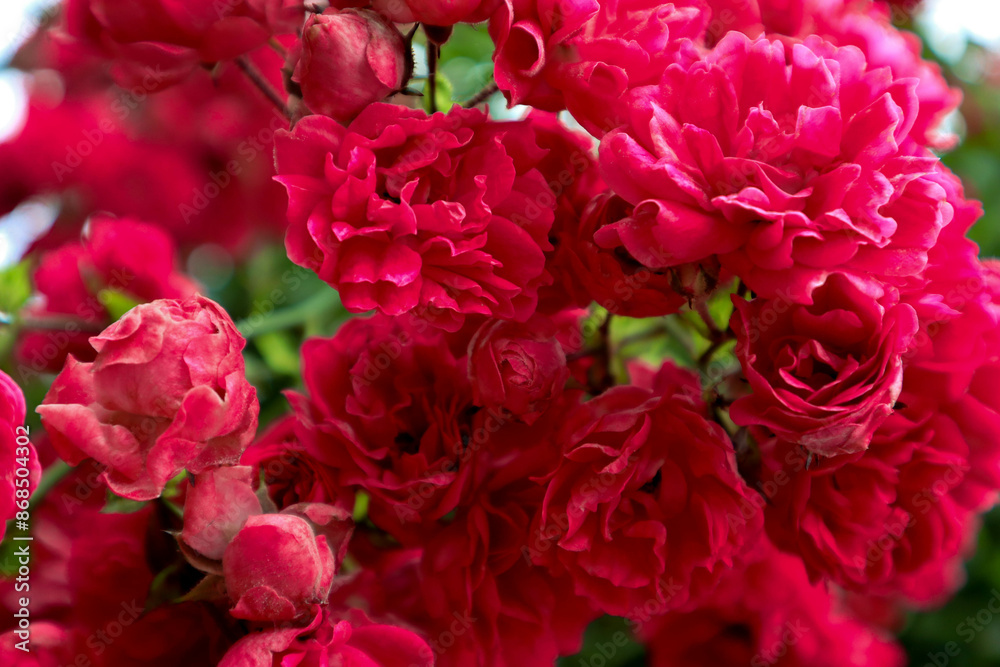 Bush of pink roses. Beautiful photo of flowers.