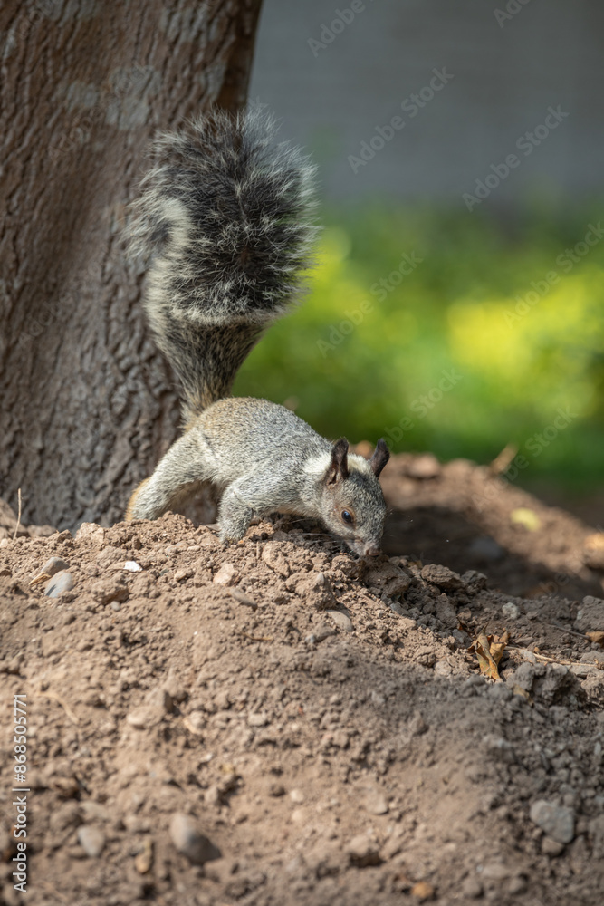 White naped squirrel Peru Ecuador rodent mammal White naped squirrel Peru Ecuador rodent mammal