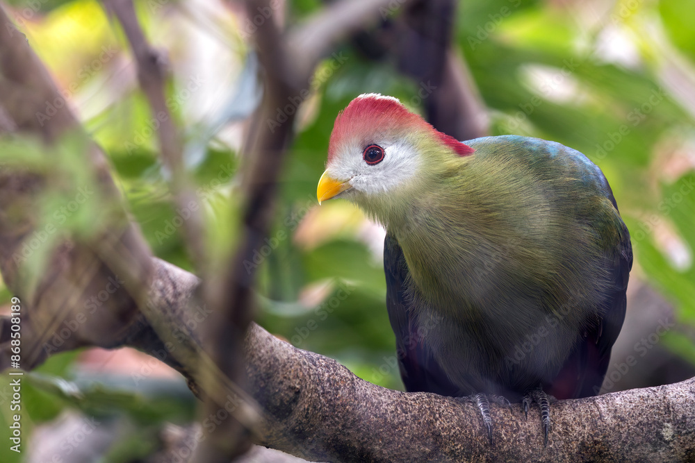 Red-crested Turaco (Tauraco erythrolophus) - Commonly Found in Central Africa