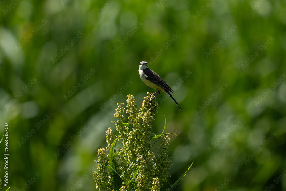 Obraz premium White wagtail