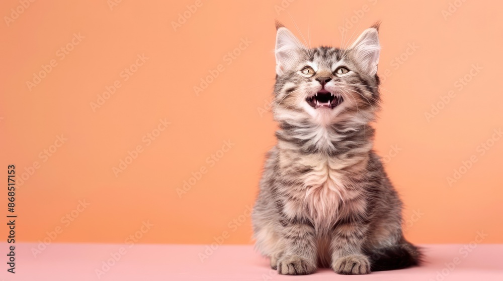 Obraz premium Portrait photography of a cute little American Shorthair cat happy smiling , studio shot isolated on single color background ,editorial style, shoot by DSLR .