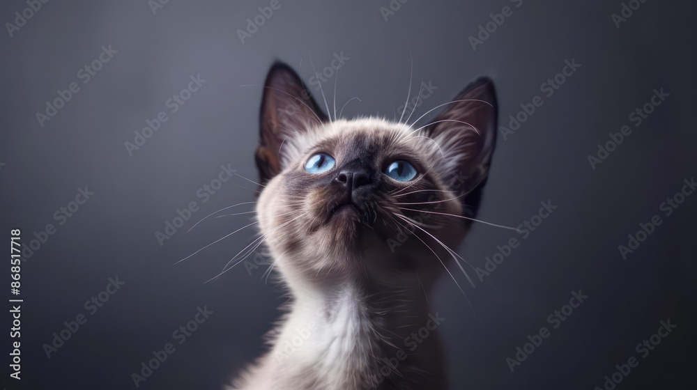 Obraz premium Portrait photography of a cute little Tonkinese cat happy smiling , studio shot isolated on single color background ,editorial style, shoot by DSLR .