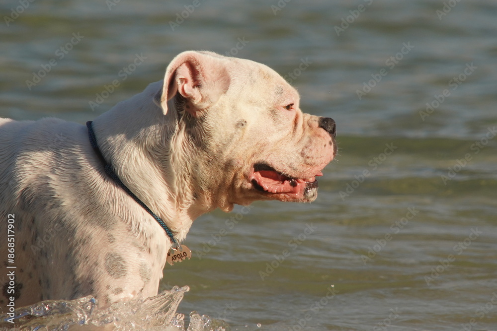 american staffordshire terrier on the beach american staffordshire terrier on the beach
