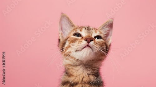 Portrait photography of a cute little European Shorthair cat happy smiling , studio shot isolated on single color background ,editorial style, shoot by DSLR .