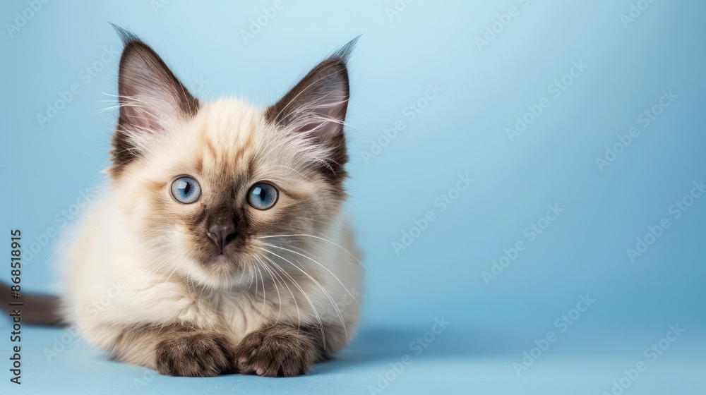 Portrait photography of a cute little Balinese cat happy smiling , studio shot isolated on single color background ,editorial style, shoot by DSLR . Portrait photography of a cute little Balinese cat happy smiling , studio shot isolated on single color background ,editorial style, shoot by DSLR .