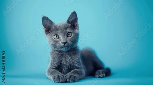 Portrait photography of a cute little Russian Blue cat happy smiling , studio shot isolated on single color background ,editorial style, shoot by DSLR .