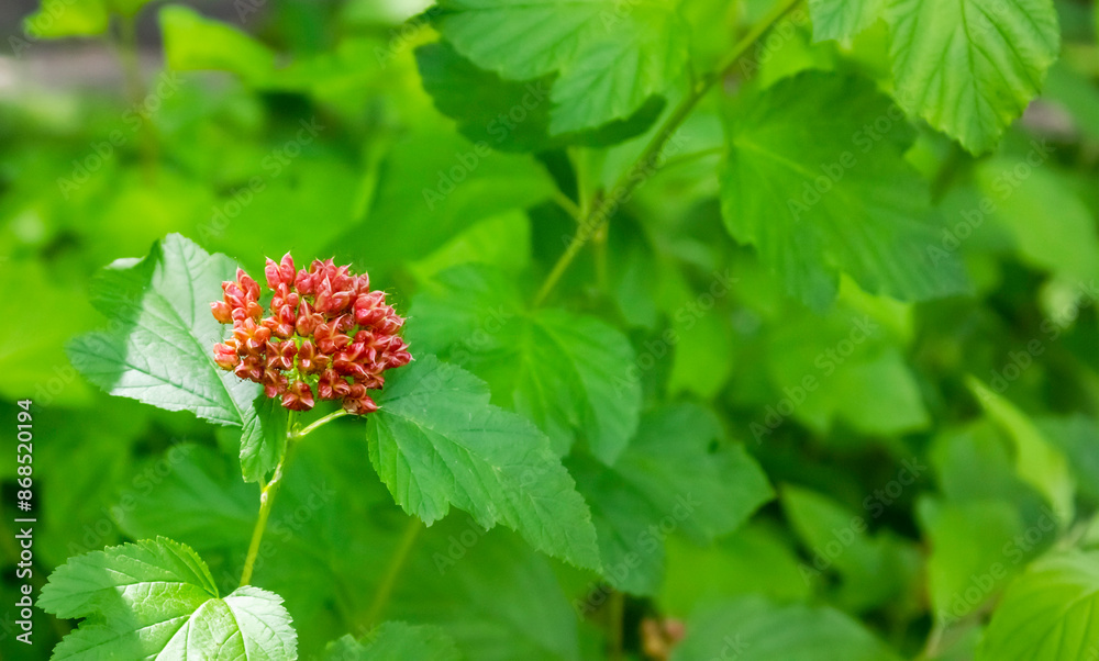 Ornamental shrub viburnum-leaved bladderwort is suitable for creating hedges Ornamental shrub viburnum-leaved bladderwort is suitable for creating hedges