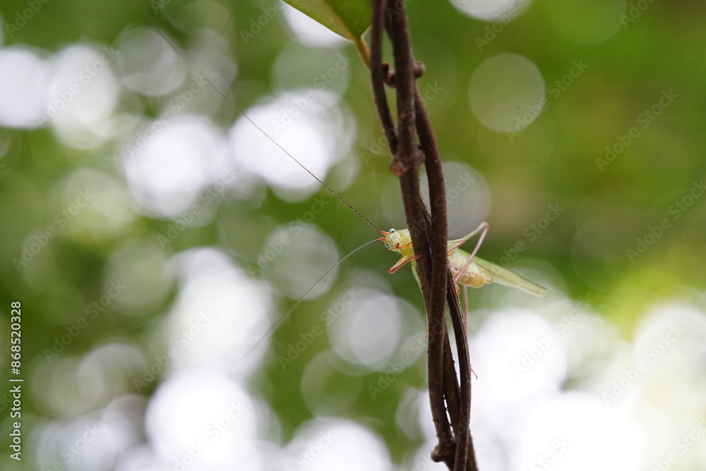 Tettigoniidae found in forests and grasslands.