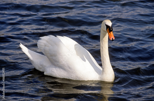 Fototapeta Naklejka Na Ścianę i Meble -  Cygne tuberculé,.Cygnus olor, Mute Swan