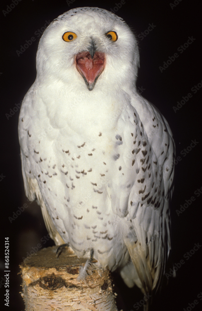 Fototapeta premium Harfang des neiges,.Bubo scandiacus, Snowy Owl