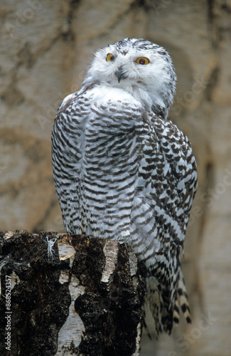 Harfang des neiges,.Bubo scandiacus, Snowy Owl photo