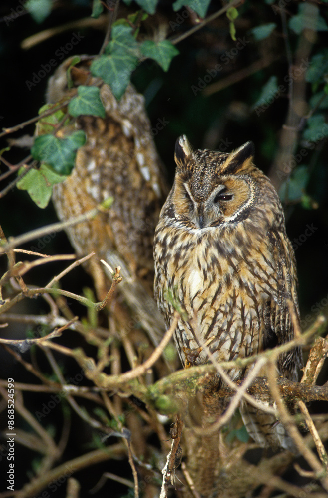 Fototapeta premium Hibou moyen duc,.Asio otus, Long eared Owl