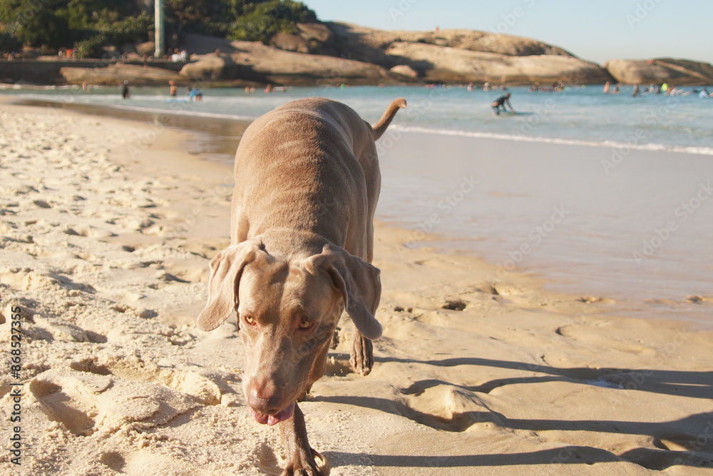 Beautiful Weimaraner Brown Dog on the beach Beautiful Weimaraner Brown Dog on the beach