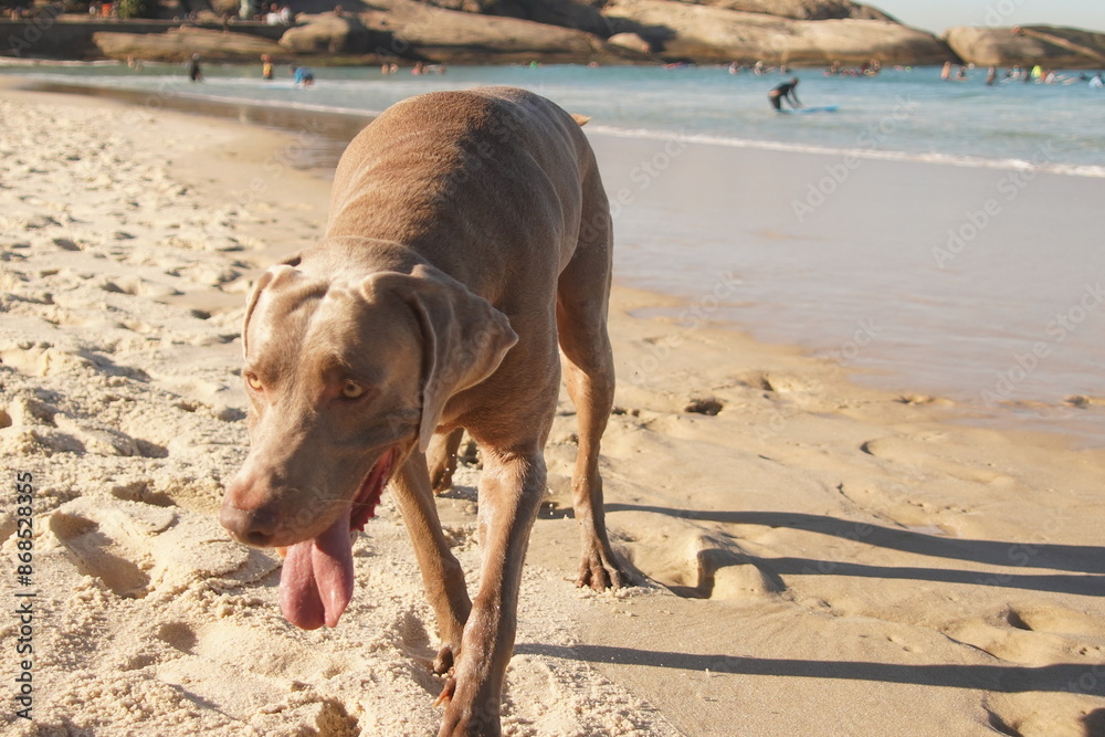 Beautiful Weimaraner Brown Dog on the beach