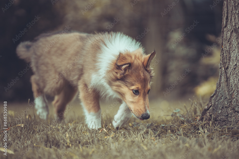 Fototapeta premium Portrait rough Collie Welpe amerikanisch 9 Wochen alt outdoor Var. 17