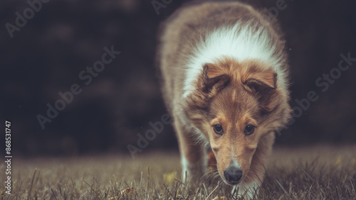 Tableau sur toile Portrait rough Collie Welpe  amerikanisch 9 Wochen alt outdoor Var