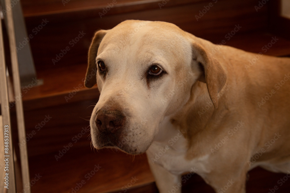 Old dog mixed breed domestic best friend Old dog mixed breed domestic best friend
