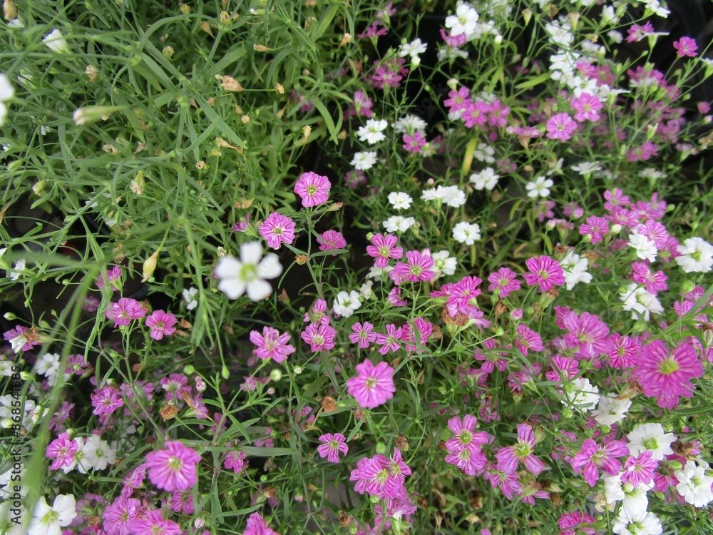 ピンクと白のカスミソウの花のアップ ピンクと白のカスミソウの花のアップ