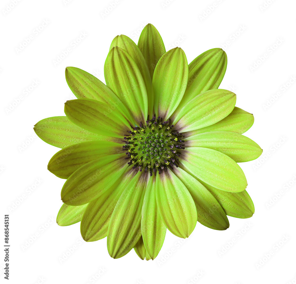 custom made wallpaper toronto digitalClose-up of an isolated green dimorphotheca sinuata