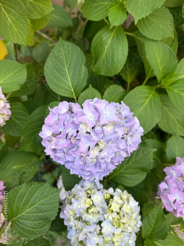 Colorful hydrangea flowers
