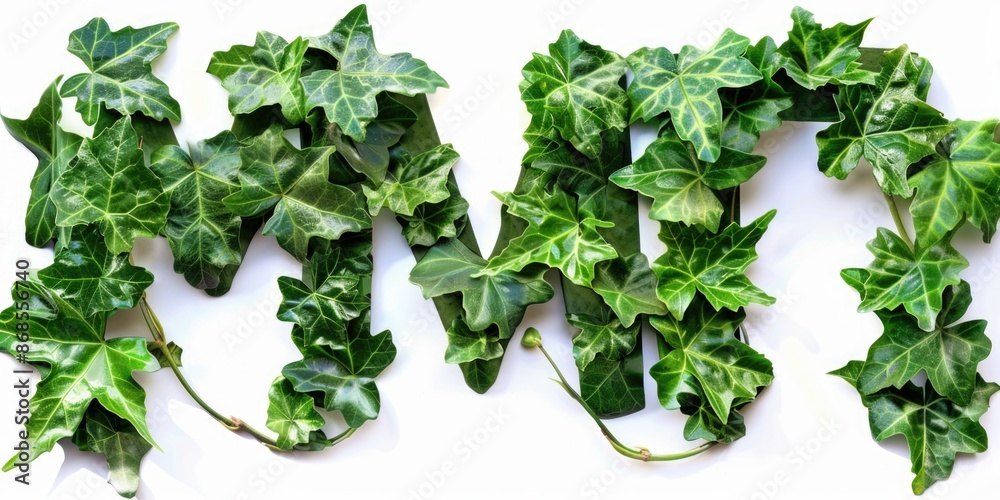 Obraz premium Close-up view of a cluster of ivy leaves on a white surface