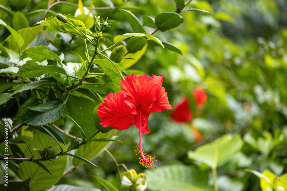 Red Hibiscus rosa-sinensis flower blooming in garden. It is also known as China rose, Hawaiian hibiscus, Rose mallow, Shoeblack plant, Rose of China, and Shoe flower. Red Hibiscus rosa-sinensis flower blooming in garden. It is also known as China rose, Hawaiian hibiscus, Rose mallow, Shoeblack plant, Rose of China, and Shoe flower.
