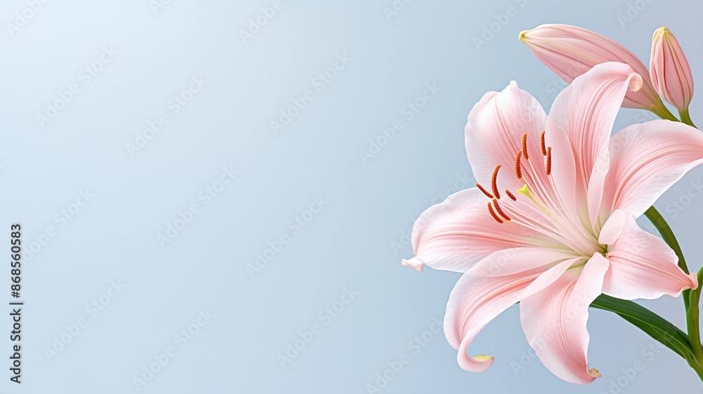 Obraz premium pink lily flower