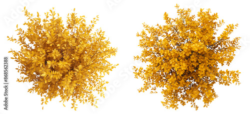 top view of an autumn gold coloured shrub isolated on transparent or white background