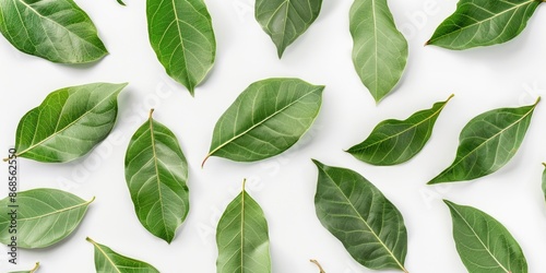 Group of fresh green leaves arranged on a clean white background