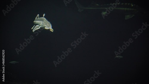 Russian sturgeon (Acipenser gueldenstaedtii) swimming in deep dark water close to the bottom, multiple videos