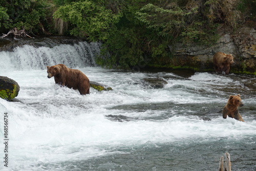 Grizzlies Fishing in River photo