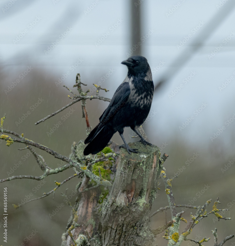 Fototapeta premium Rabe, Krähe, Vogel, schwarz, Natur, Wild, Einheimisch