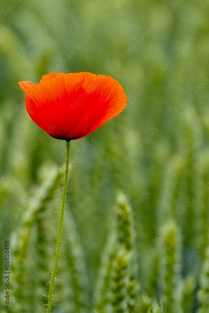 Roter Mohn am Rande eines Getreidefeldes. Roter Mohn am Rande eines Getreidefeldes.