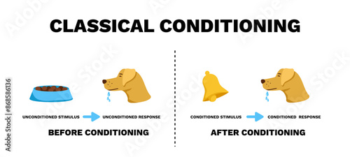 Classical conditioning. Experimental study of reflexes in dogs with procedure of responding to food signal with psychology of nervous vector system