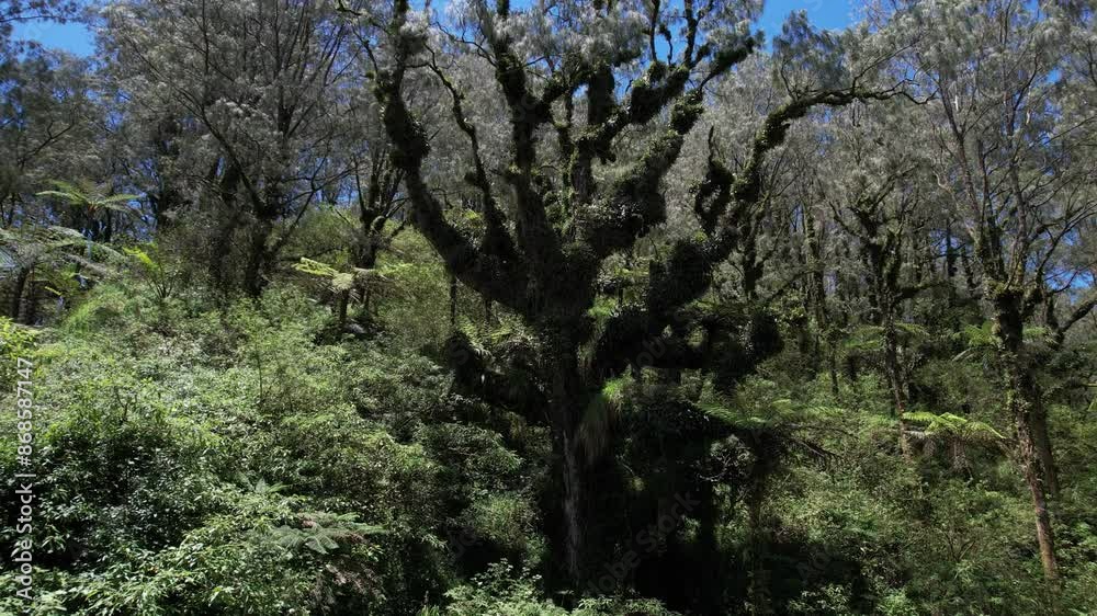 Near summit of Mount Abang, awe-inspiring ancient pine tree stands tall, greeting intrepid mountaineer. Its majestic form is adorned with sprawling branches, enveloped in lush thickets of epiphytes. Near summit of Mount Abang, awe-inspiring ancient pine tree stands tall, greeting intrepid mountaineer. Its majestic form is adorned with sprawling branches, enveloped in lush thickets of epiphytes.